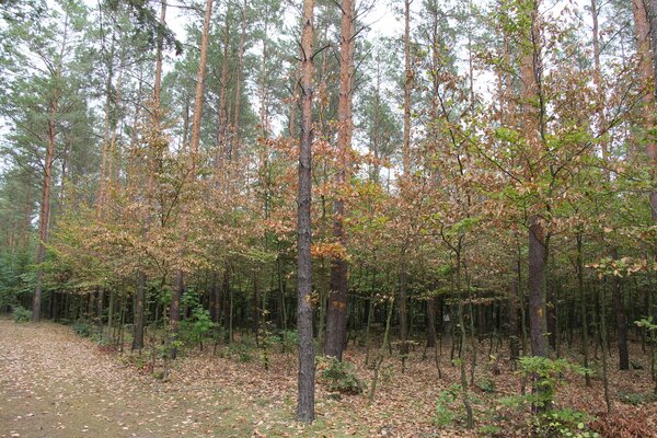 Extremer Trockenstress führt bei Buchen schon im August 2022 zur Vergilbung und Blattfall. Zwischen hohen Nadelbäumen sthen einige noch junge Buchen mit zum Teil braunen Blättern.