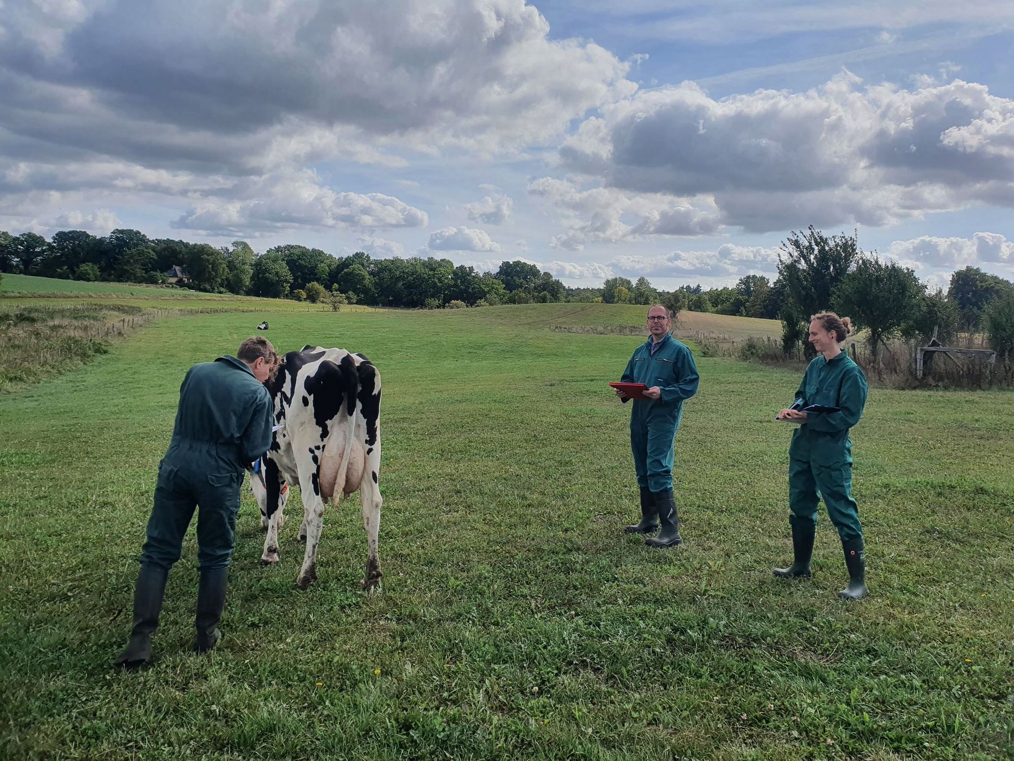 Drei Personen erheben Tierwohlindikatoren an einer Milchkuh auf der Weide.