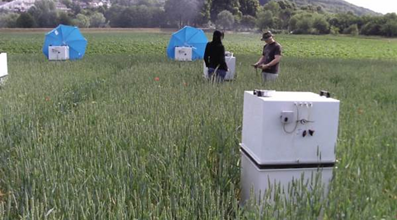 Treibhausgasflussmessung in Weizen