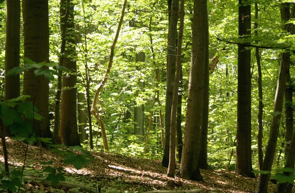 Der Wald in Deutschland speichert erhebliche Mengen CO2 in Form von Kohlenstoffverbindungen. 