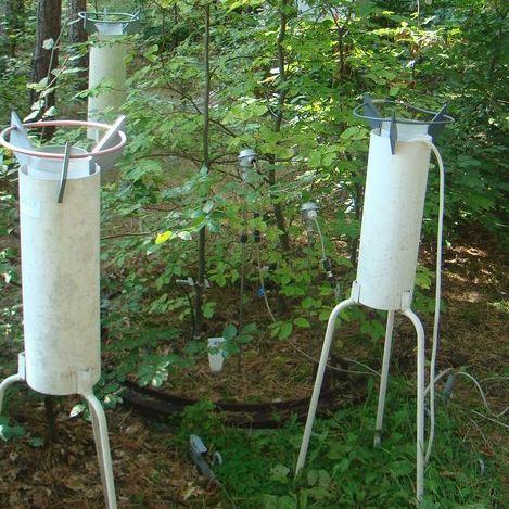 Weighable lysimeter overgrown with beech trees