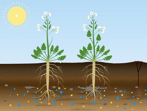 Grafik Erdquerschnitt von zwei tiefwurzelnde Pflanzen, Regenwurmlöchern und einer Sonne