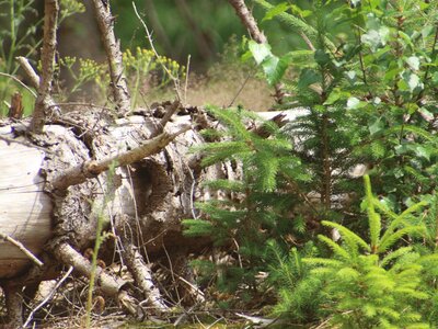 Ein toter Baumstamm liegt am Boden, daneben einige junge Nadelbäume