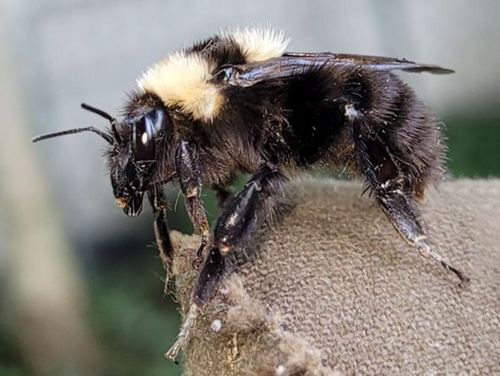 Tonerdhummel-Königin