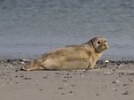 A seal lies on the beach and looks into the camera.