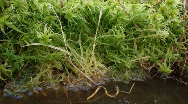 Grünes Torfmoos in Nahaufnahme und dunkel gefärbtes Wasser