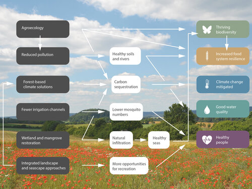 The global crises are closely interlinked. A diagram with grey, white and coloured boxes, with arrows between them. In the background is a meadow with poppies, and hedges and trees can also be seen.