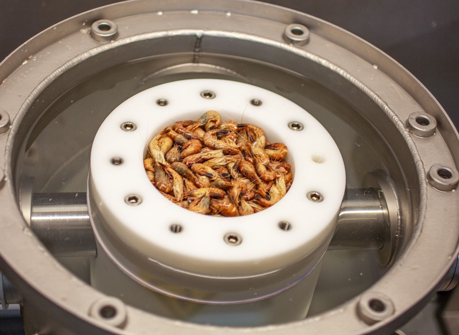 Brown shrimps in the second, open and not yet modified test unit of the machine, ready for de-shelling. 