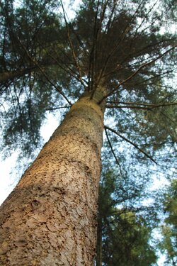 Stamm einer Douglasie