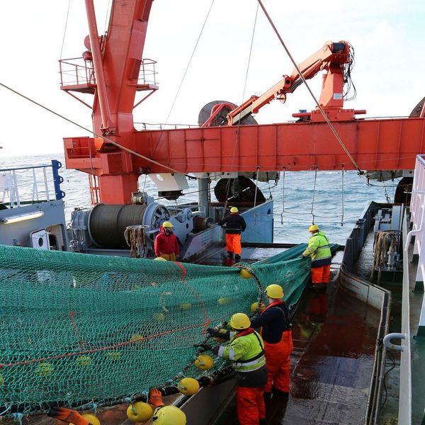 Vielen Personen holen auf einem Schiff ein Netz ein.