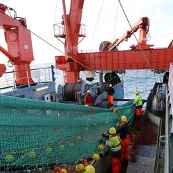 Werden die Fischbestände zu positiv berechnet?