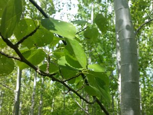 Aspenlaub Rechts ist ein Stamm einer Aspe zu sehen, im Vordergrund ein Zweig mit charakteristischen, ründlichen Blättern