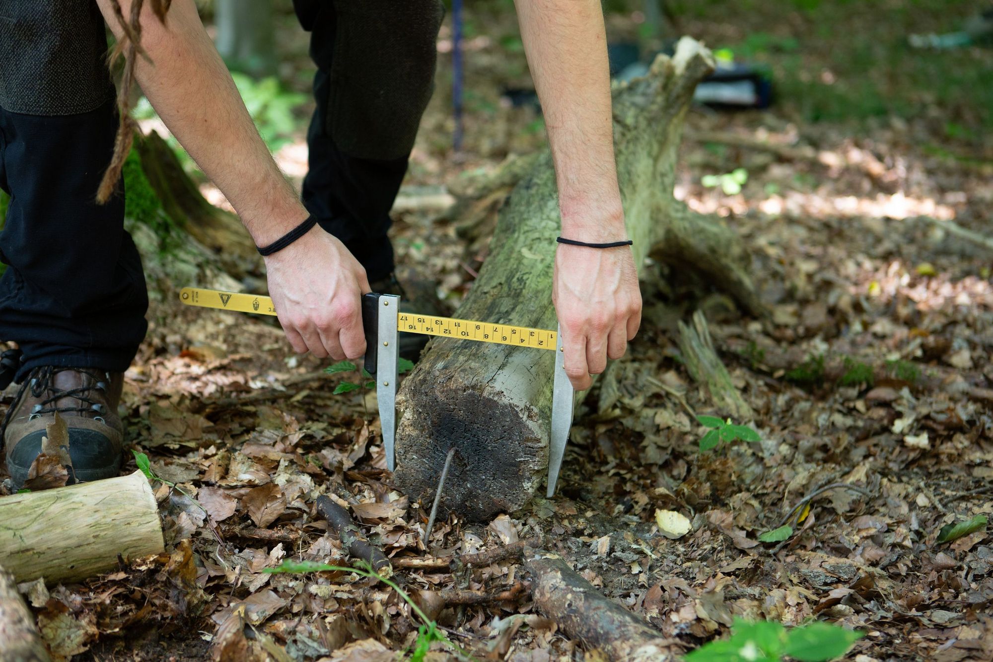 Mit einem Maßband zwischen zwei Metalschinen wird der Durchmesser eines am Waldboden liegenden Astes gemessen.