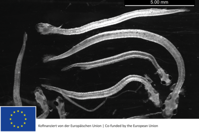 Heringslarven in der Nordsee Heringslarven aufgereiht zur Längenmessung