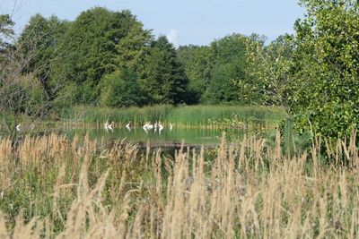 Silberreicher stehen in einem naturnahen Teich mit artenreicher Vegetation
