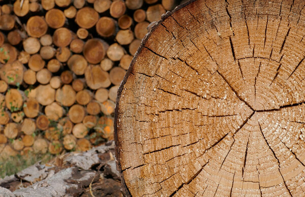 Mit der WEHAM simulieren Forschende, wie sich Deutschlands Wälder entwickeln könnten. Eine Nahaufnahme eines Baumstamms mit Jahresringen, im Hintergrund ein Holzstapel.