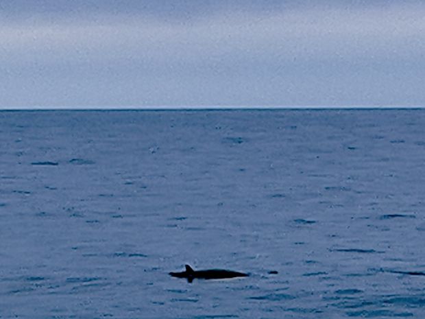 Spotting minke whales from the research vessel SOLEA (photo)