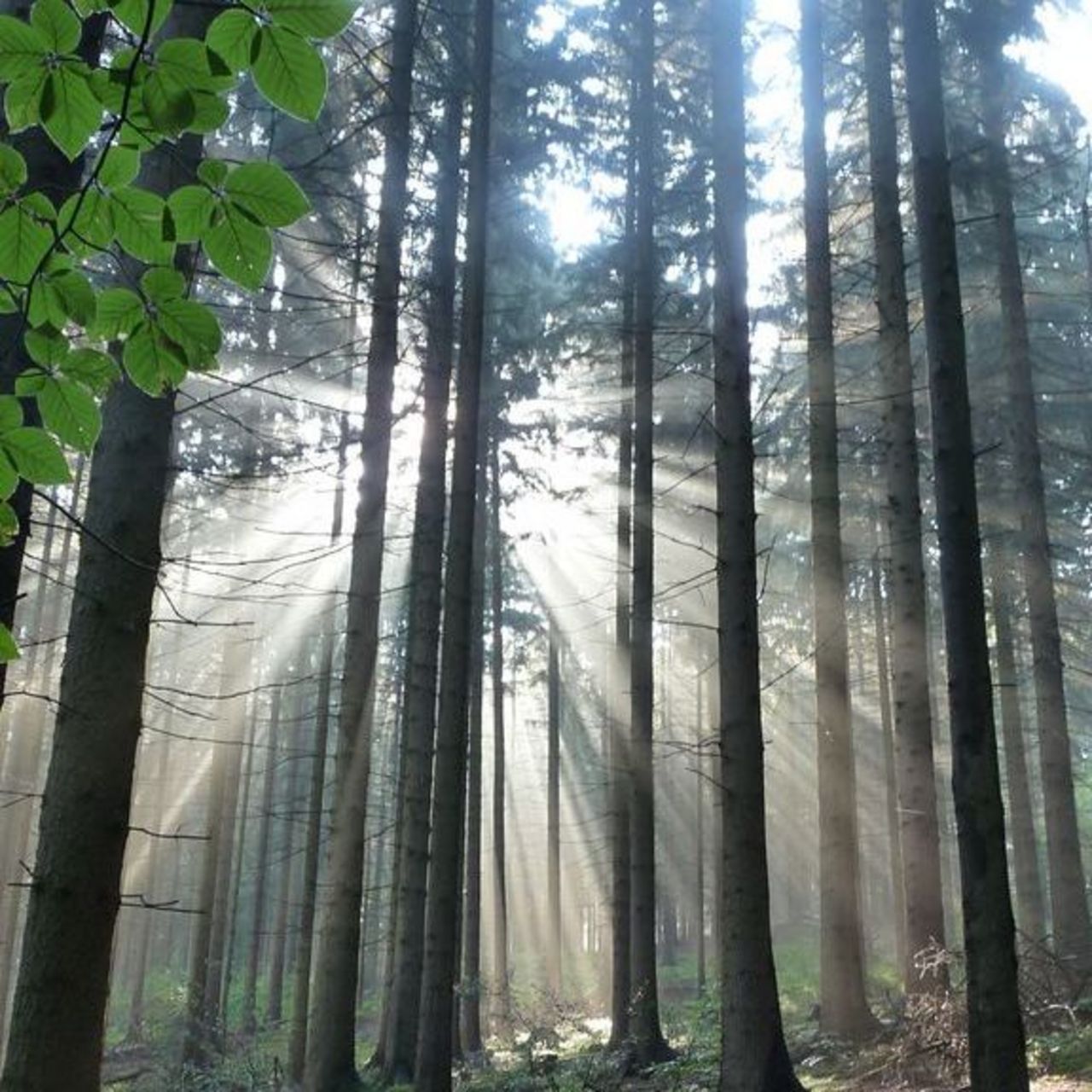 Rays of sunlight falling through a stand of spruce trees