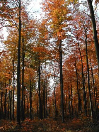 Klicken für eine Vergrösserung Die jährliche Aufnahme des Kronenzustands bildet den verbindenden Teil zwischen dem extensiven und intensiven forstlichen Monitoring.