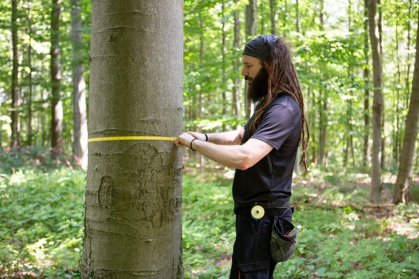 Eine Person steht im Wald und misst den Umfang eines Baumes.