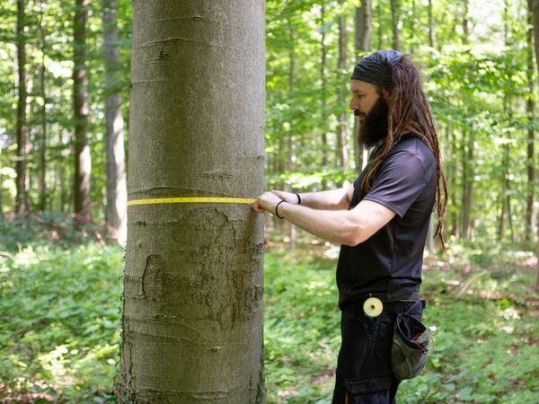 Eine Person steht im Wald und misst den Umfang eines Baumes.