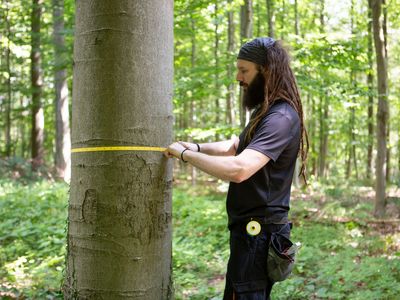 Eine Person steht im Wald und misst den Umfang eines Baumes.