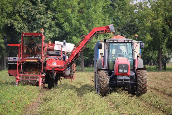 Die geernteten Tomaten werden mittels eines Roders auf einen Traktor-Anhäger gelagert.