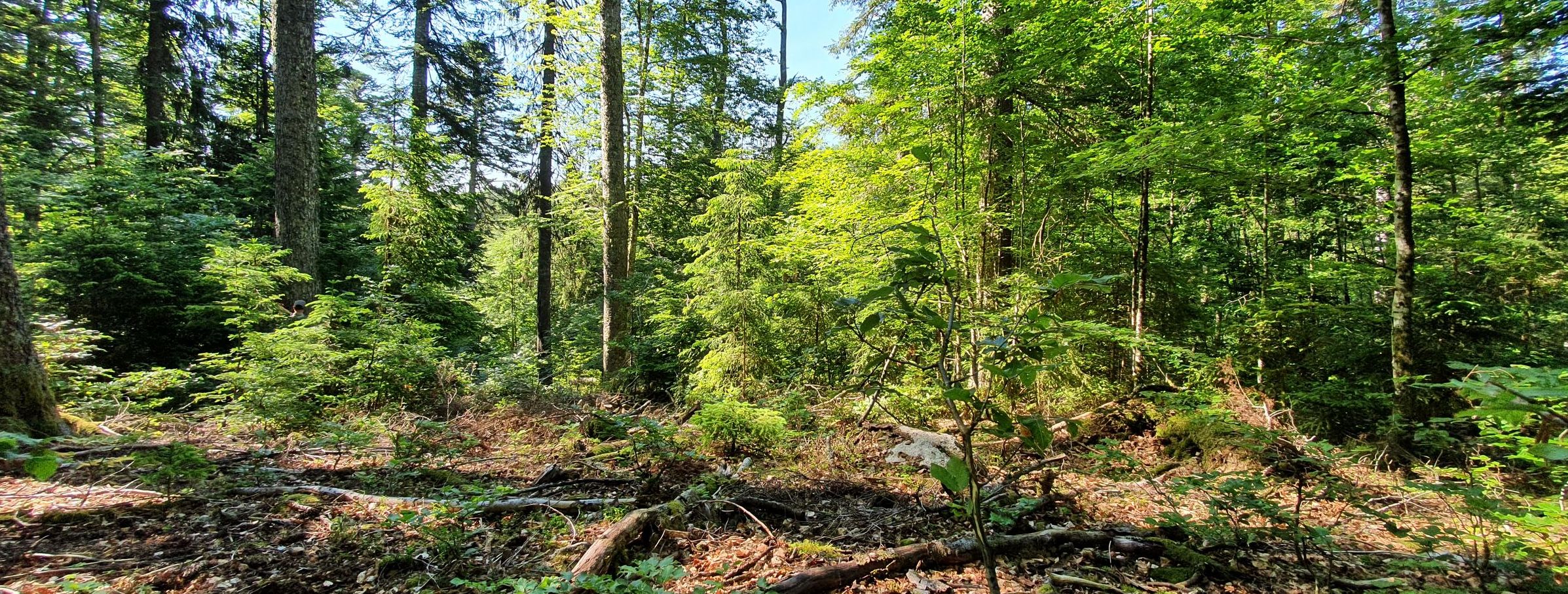 Ein Wald, im Vordergrund liegen einige Baumstämme