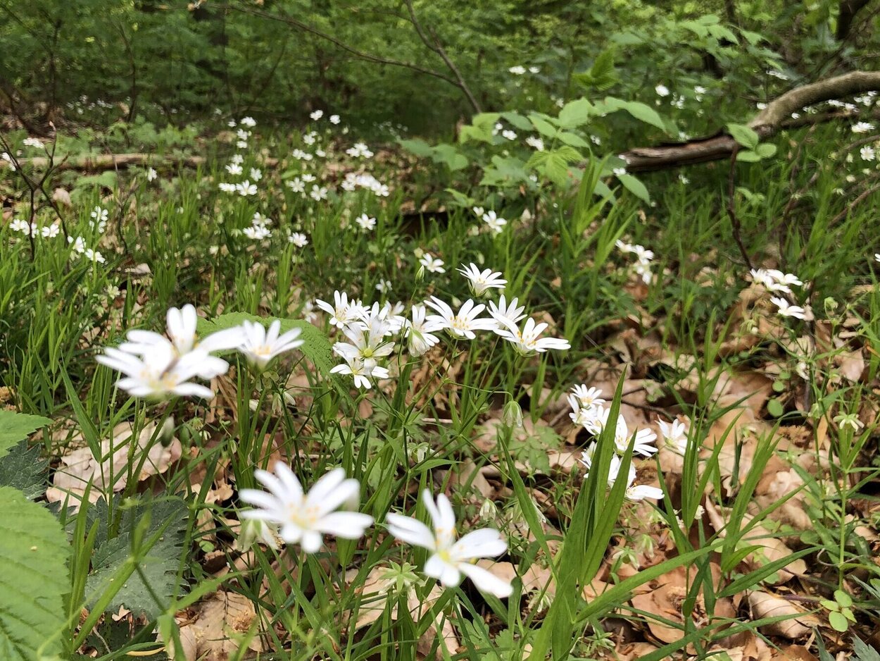Große Sternmiere Auf einem Waldboden blühen zahlreiche Exemplare der Großen Sternmiere.