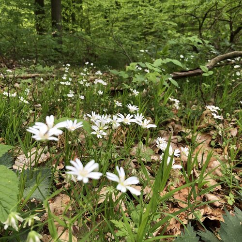 Große Sternmiere Auf einem Waldboden blühen zahlreiche Exemplare der Großen Sternmiere.