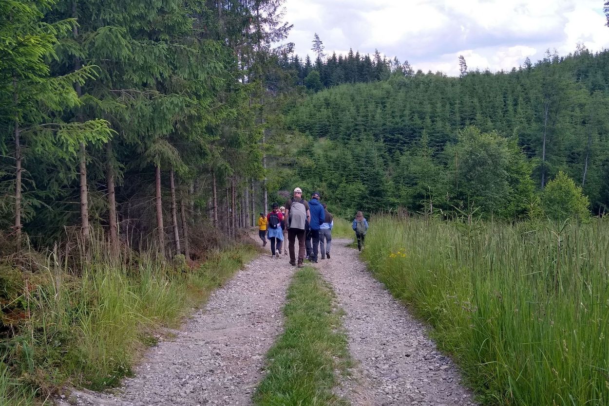 Mehrere Personen sind auf einem Waldweg zu Fuß unterwegs.