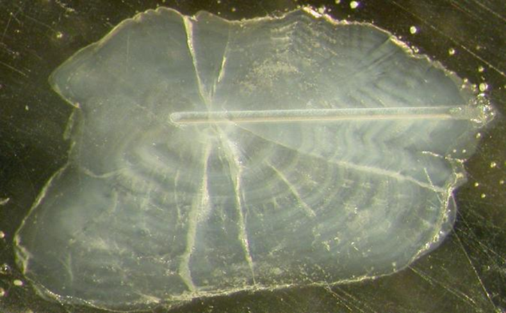 Klicken für eine Vergrösserung