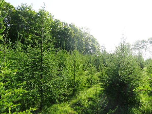 Klicken für eine Vergrösserung