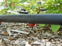 Detailed picture of the low-pressure irrigation system. Detailed picture of the low-pressure irrigation system.