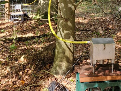 Stammabfluss Zu sehen ist ein schwarzer Kragen an einem Baumstamm mit einem gelben Schlauch, der zu einer Metallkiste führt.