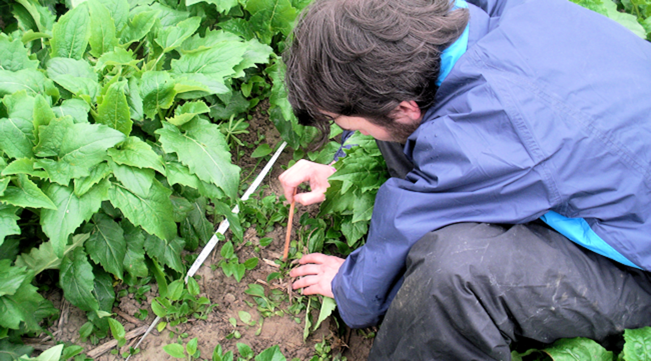 Beprobung in einem Silphie-Feld