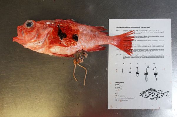 Redfish with black-red pigment spot and several parasites (Sphyrion lumpi).