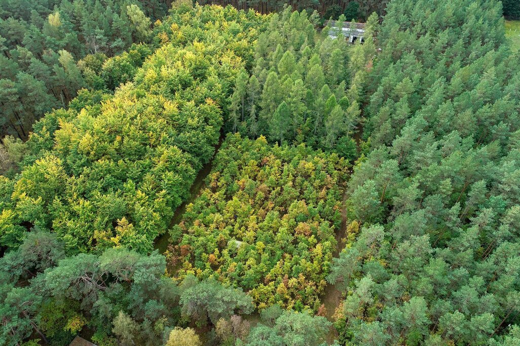 Drohnenaufnahme der Intensivmonitoringfläche Britz Drohnenaufnahme der Intensivmonitoringfläche Britz.