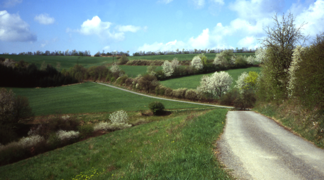 Heckenlandschaft in der Eifel