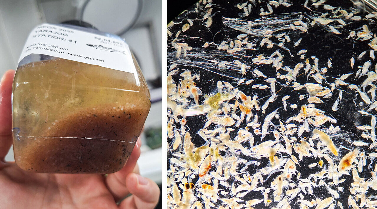 Plankton processing (1): The unprocessed sample in the sample vessel (left) and under the microscope (right). The unprocessed plankton sample in the sample vessel (left) and under the microscope (right)