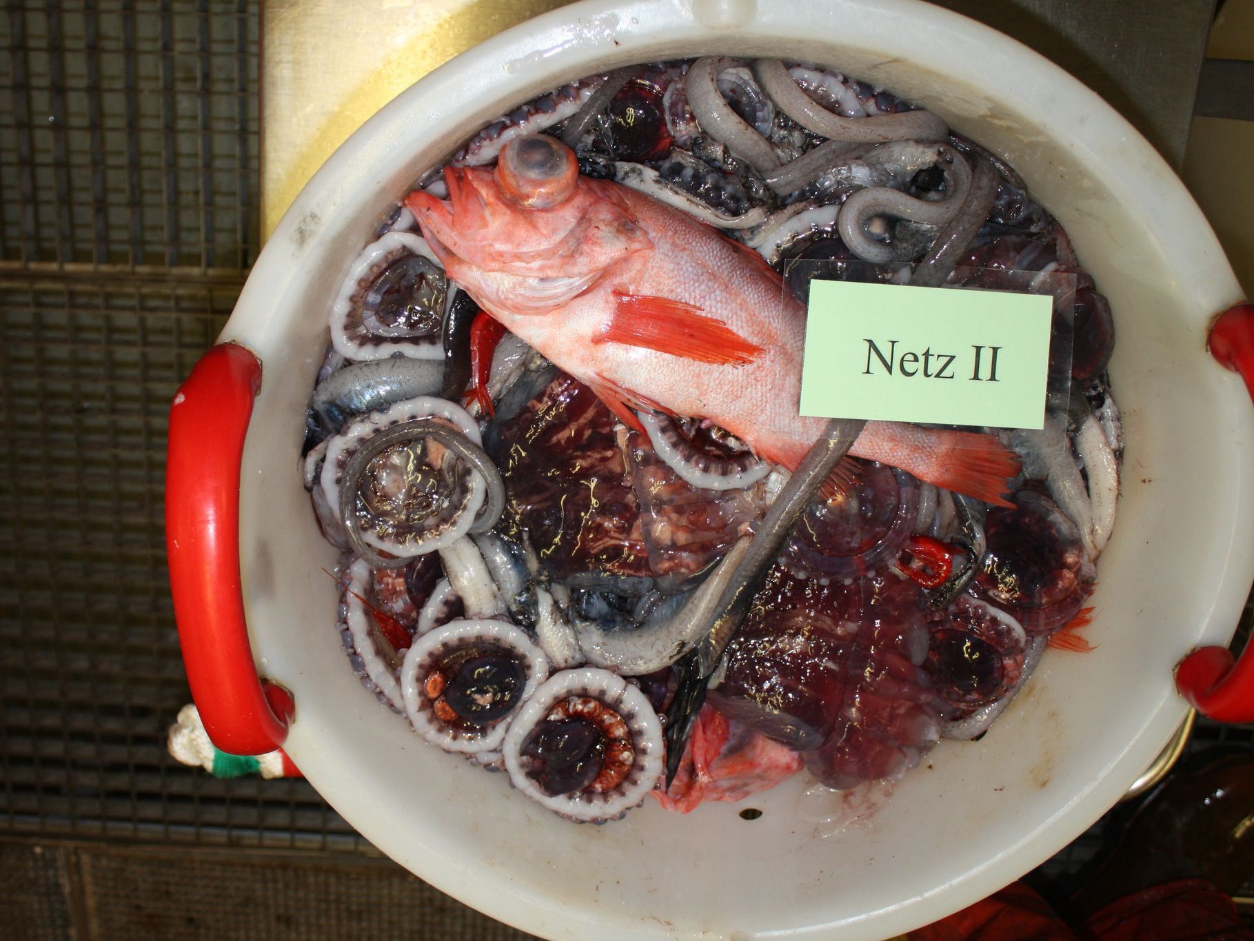 View into a sorting basket from the Irminger- and Labrador Sea survey with a typical mix of redfish, mesopelagic fish, crustaceans and jellyfish.