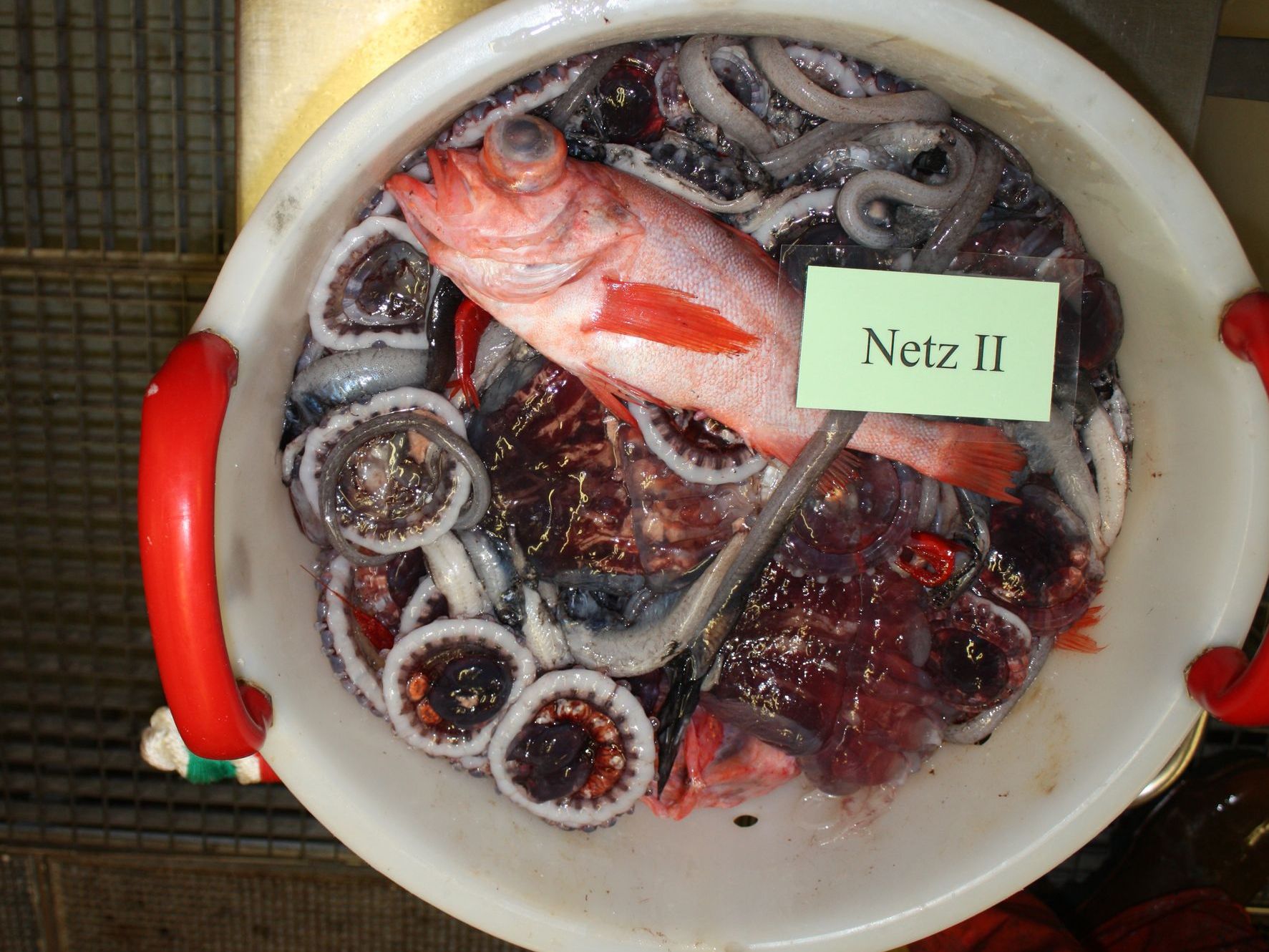 A typical mix of redfish, mesopelagic fish, crustaceans and jellyfish in a sorting basket from the Irminger Sea survey.