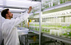 Gewebekulturraum Foto eines Wissenschaftlers, der Pappelpflanzen in die Regale des Gewebekulturraums einsortiert