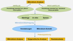 Mikrobiomtherapie