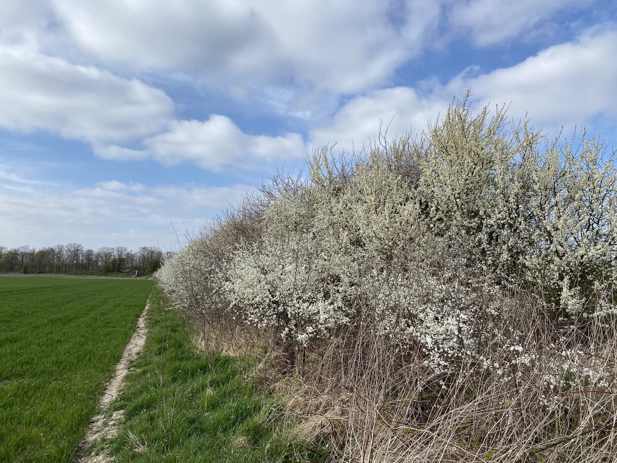 Hecke in Agrarlandschaft. Eine Blühhecke neben einem grünen Feld.