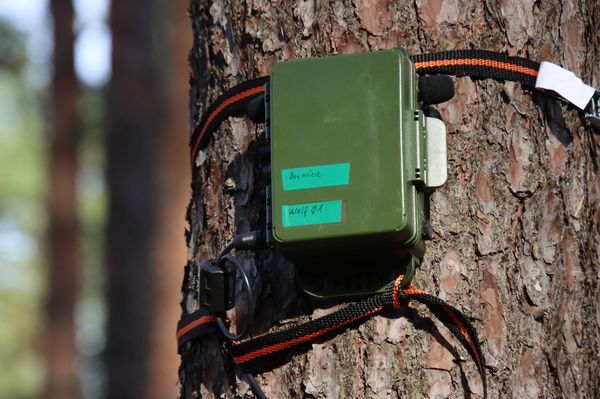 Measuring device for acoustic monitoring on a pine tree 