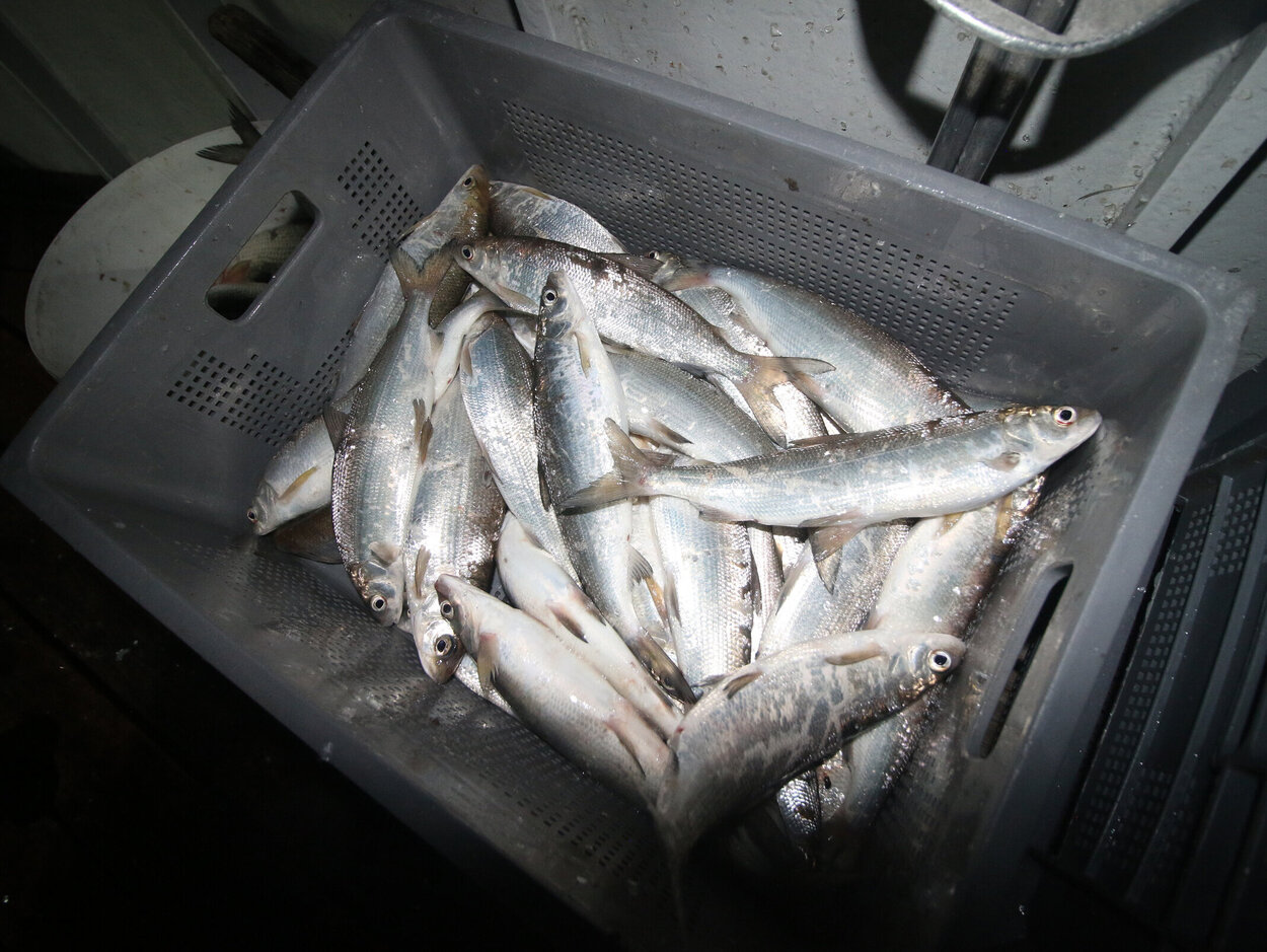 Bodenseefelchen direkt nach dem Fang Eine Plastikkiste mit silbern glänzenden Fischen.