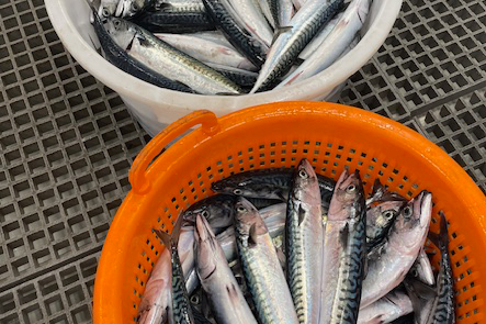 Die Ausbeute - laichreife Makrelen. Makrelen in orangefarbenem Korb und weißem Eimer.