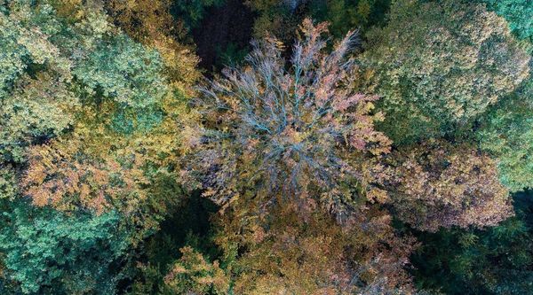 Drone image of a beech tree damaged by drought 