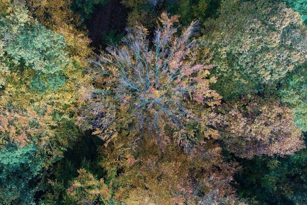 Drone image of a beech tree damaged by drought. Drone image of a beech tree damaged by drought.